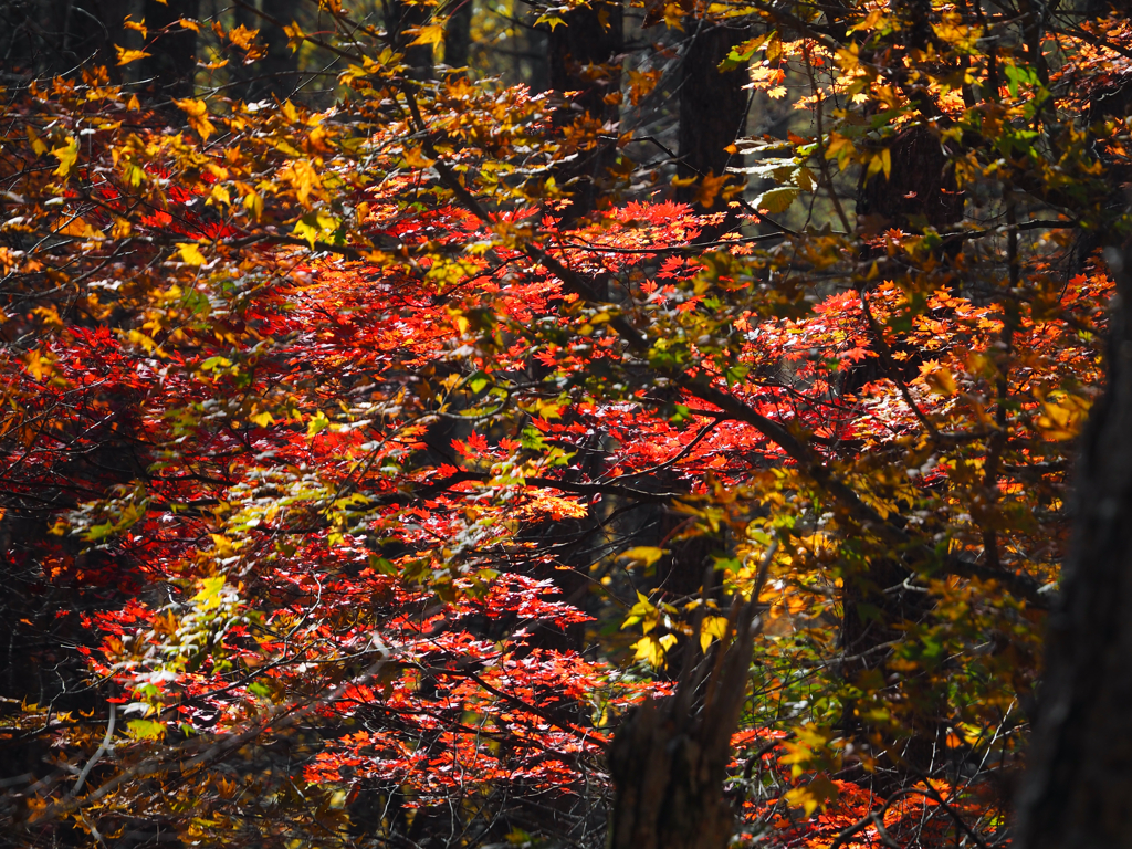 瑞牆山で紅葉