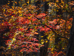 瑞牆山で紅葉