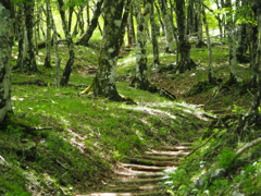 登山道