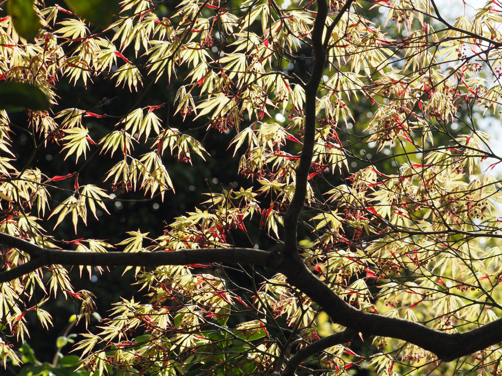 生まれたての紅葉②