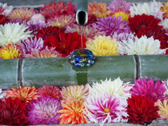 岡寺の花手水