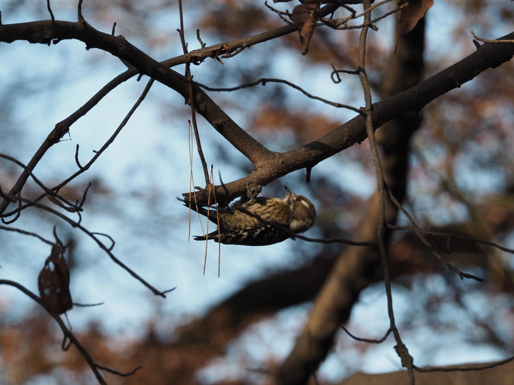 ギーの先にはコゲラ