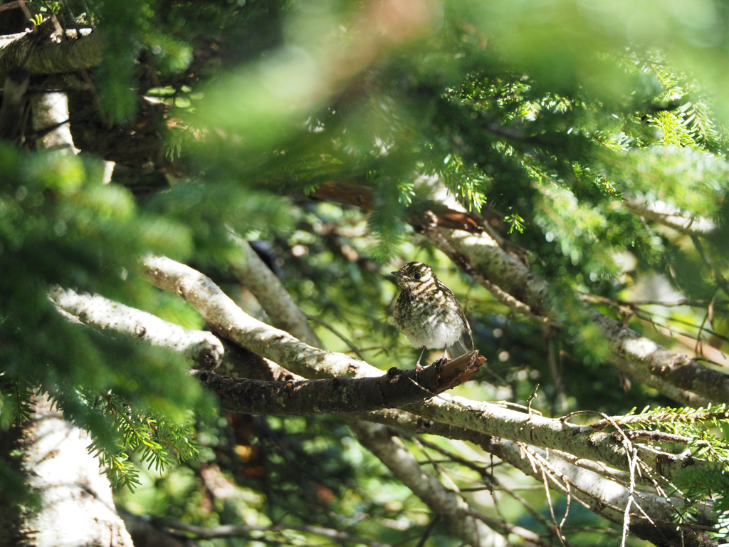 ルリビタキの幼鳥かな？