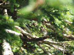 ルリビタキの幼鳥かな?