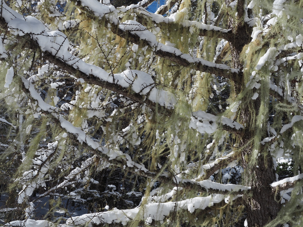 キヨスミイトゴケかな？