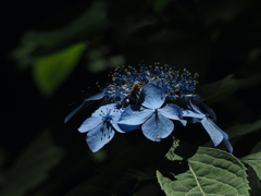 紫陽花の季節（青）