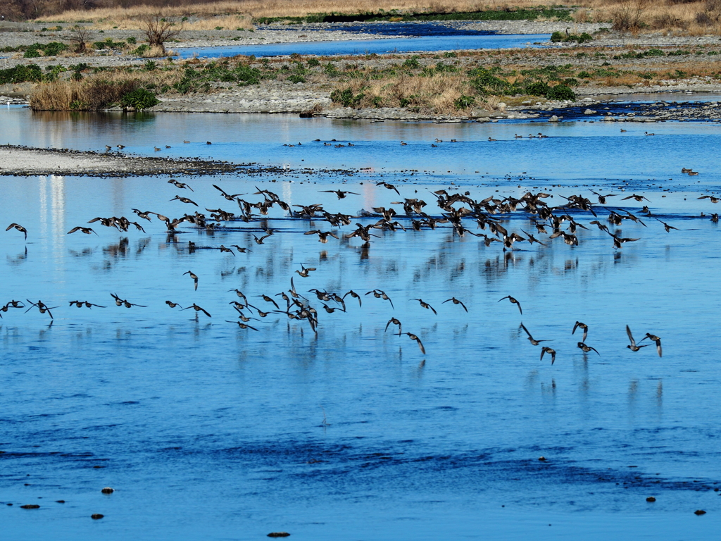 カモ達の飛び出し