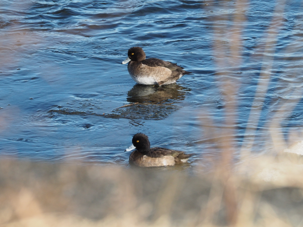 キンクロハジロ