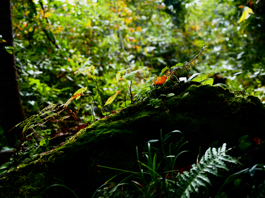 森の中の小さな世界