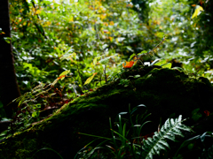 森の中の小さな世界