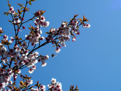 山上のお花見