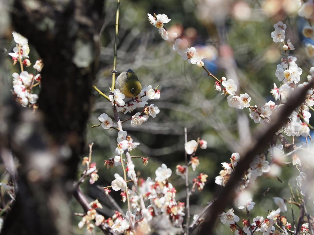 梅にメジロ