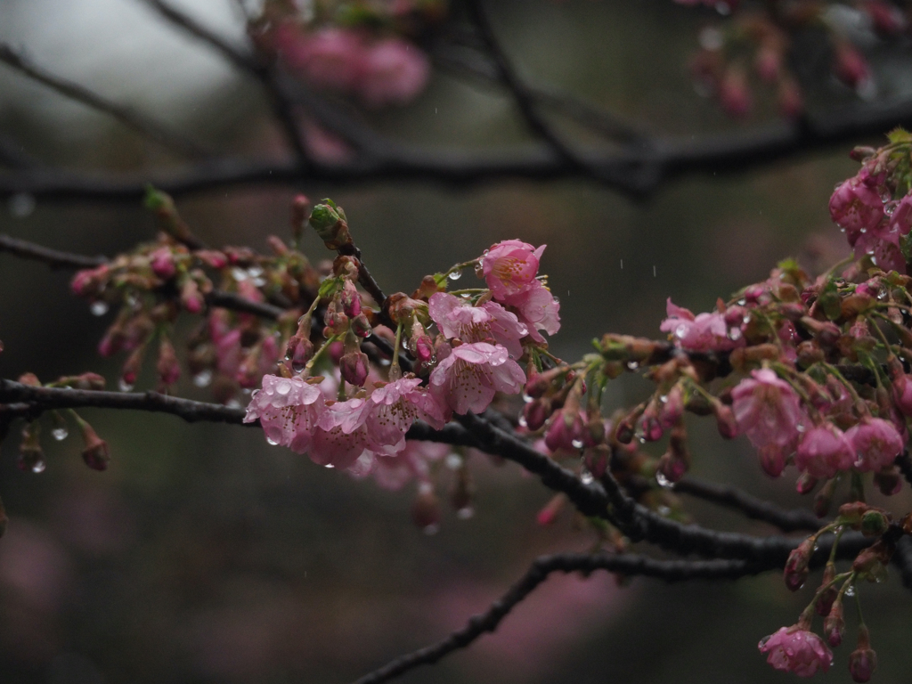 桜２