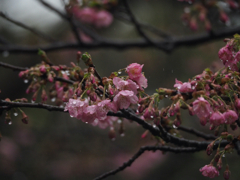 桜２