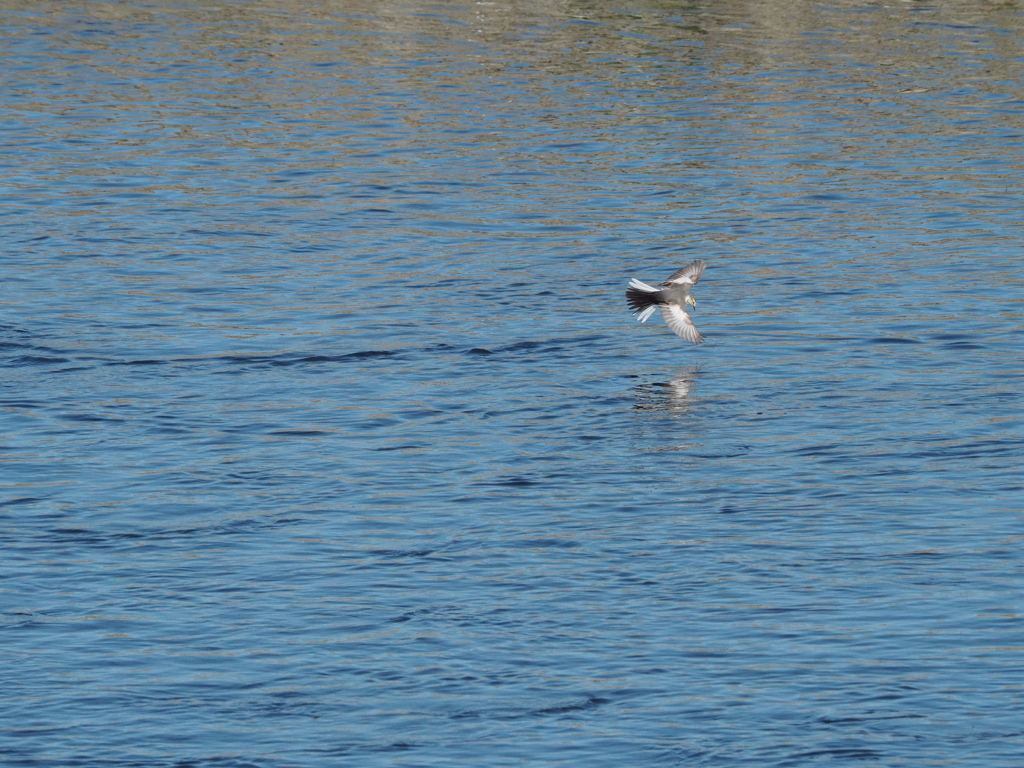 ハクセキレイの飛翔