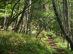登山道