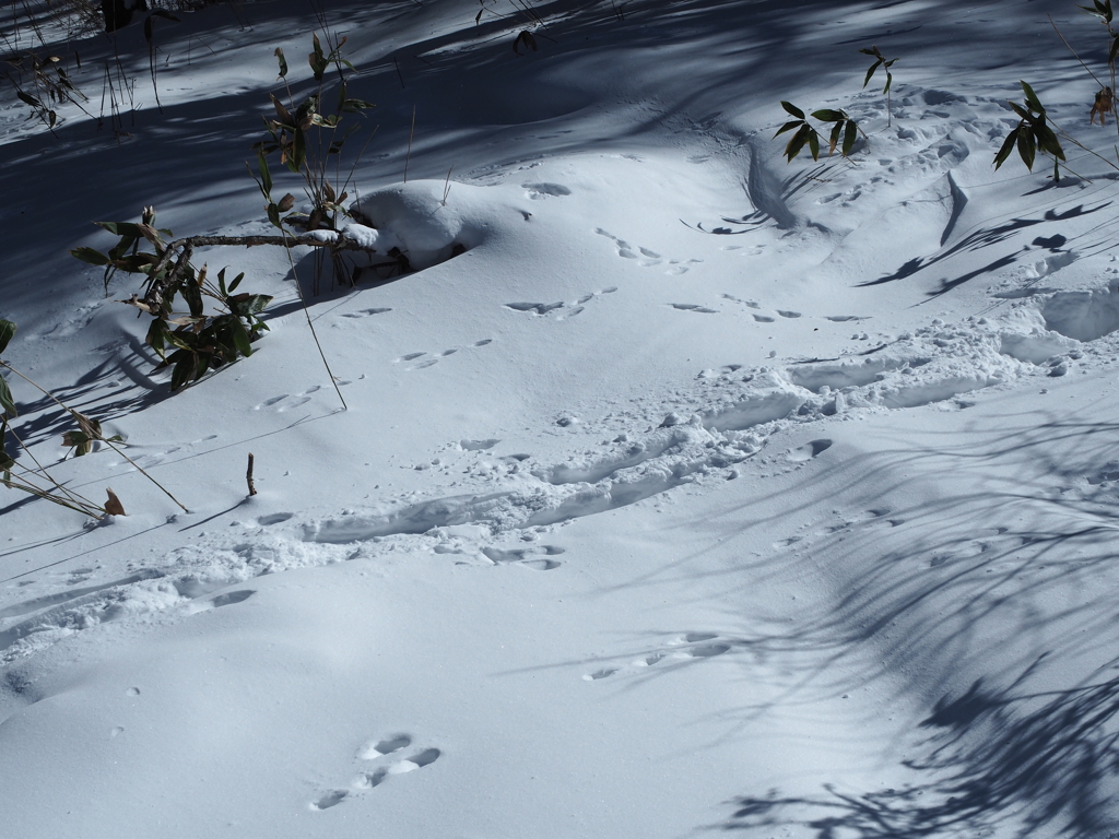 ウサギの足跡かな