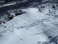 ウサギの足跡かな