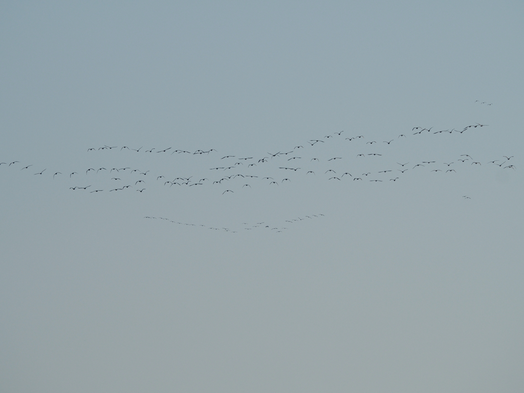 カワウの群れ（遠く）