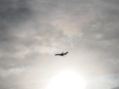 渋谷上空の旅客機