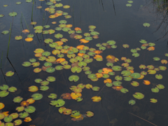 紅葉したヒツジグサ
