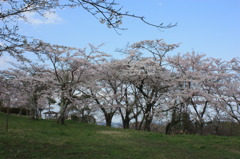 ようやく桜