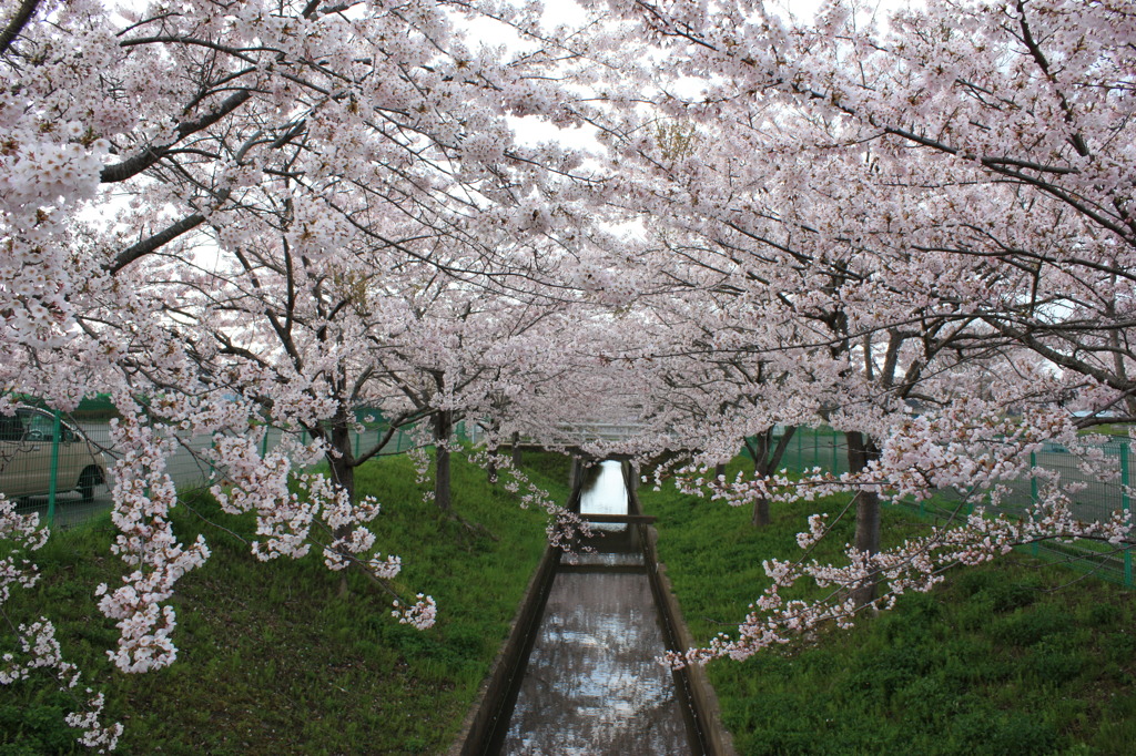 桜のアーチ