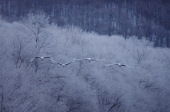 音羽橋の朝　－３