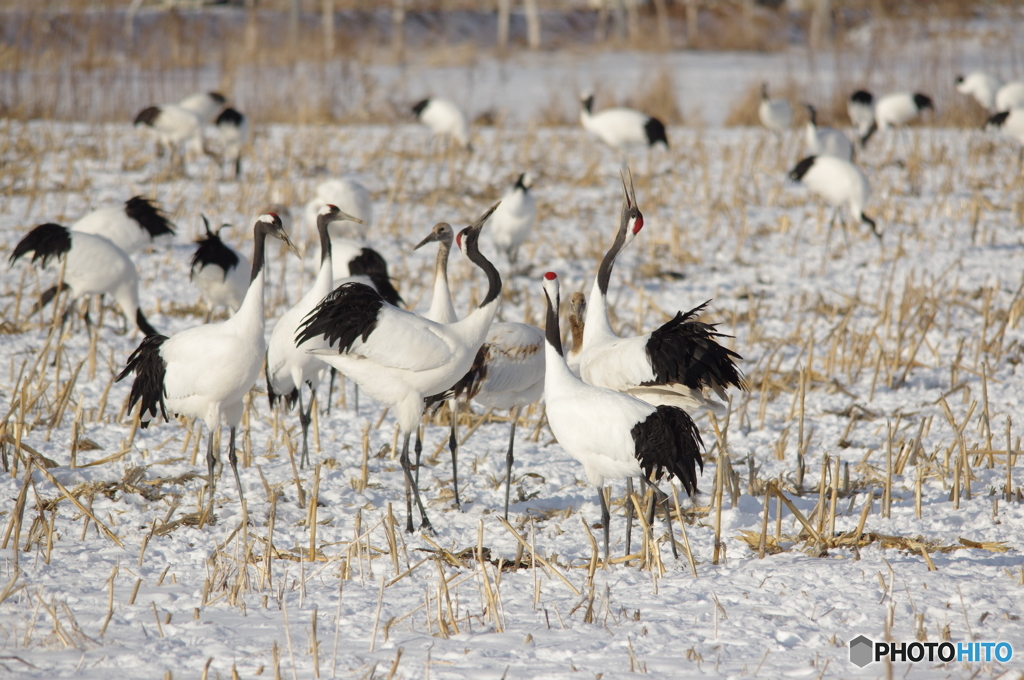 コーン畑の集い