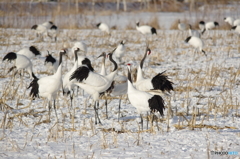 コーン畑の集い