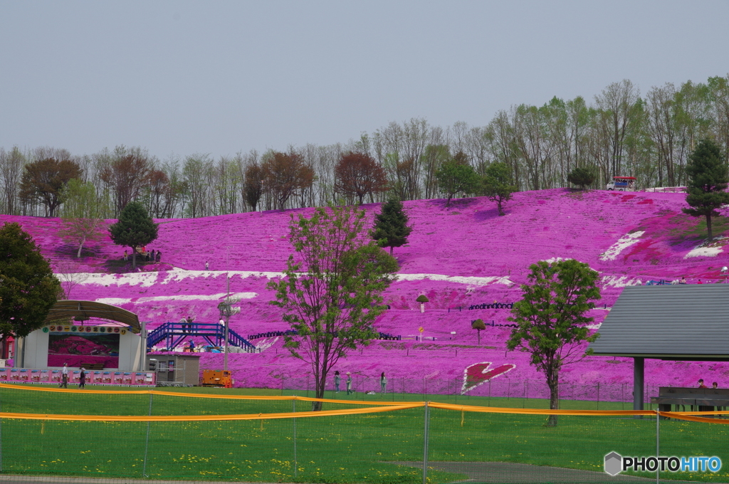 東藻琴芝桜公園－１