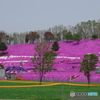 東藻琴芝桜公園－１