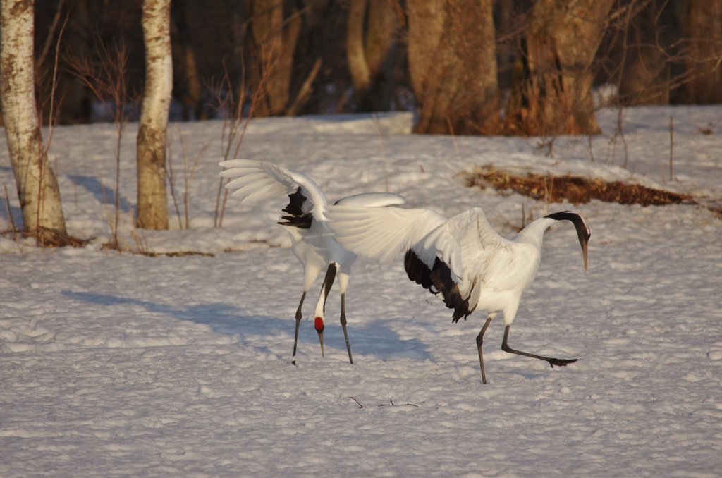 斜陽中のラブコール　－２