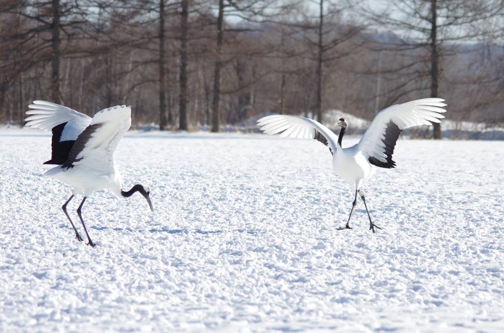 鶴居村の日中　－５