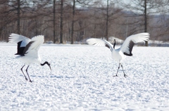 鶴居村の日中　－５