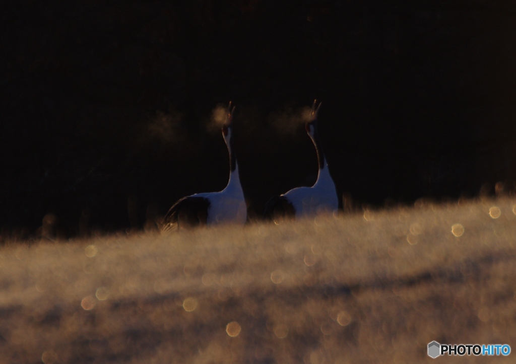 給餌場の朝－１　（２０１１）