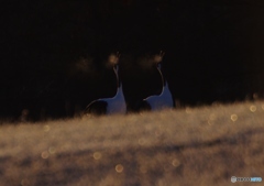 給餌場の朝－１　（２０１１）