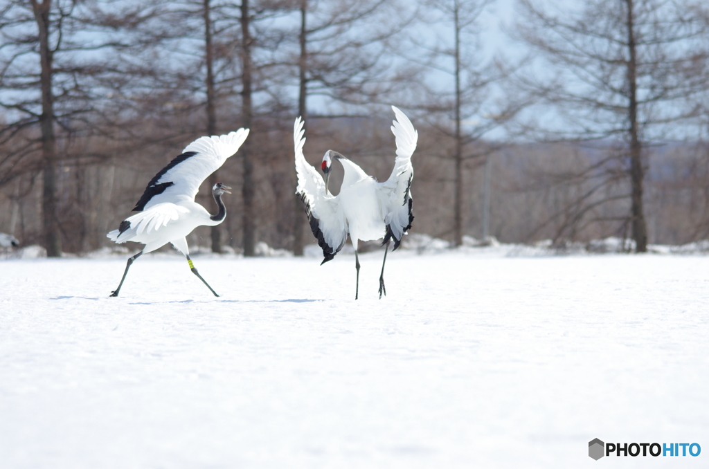 雪原の舞い　－１