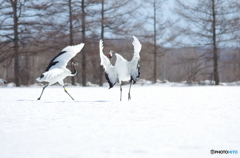 雪原の舞い　－１
