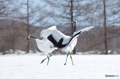 雪原の舞い　－３