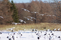 給餌場の昼下がり