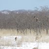 湿原の片隅