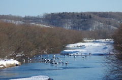 鶴居村の日中　－６
