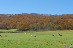 鶴居村の秋　－１