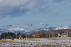 タンチョウの飛ぶ村