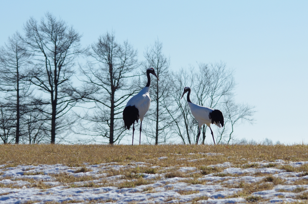 初めてのデート