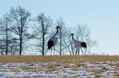 初めてのデート
