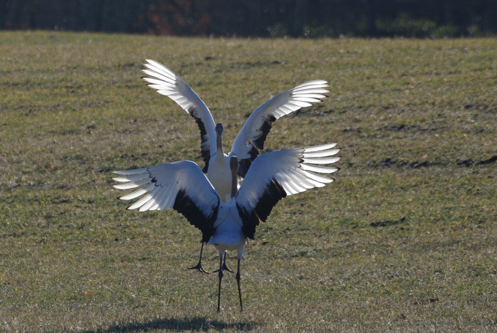 兄弟のあいさつ