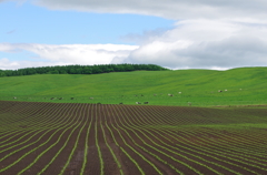 デントコーン畑