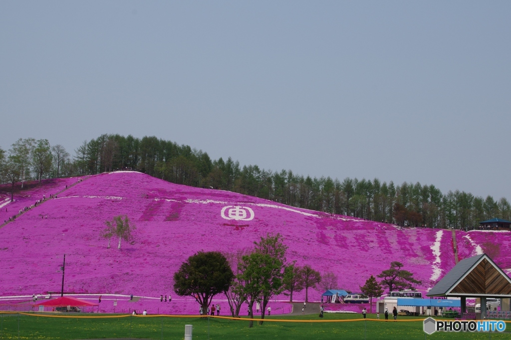 芝桜
